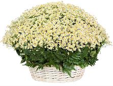 Цветочная композиция из Ромашки в корзине #REPLACE_PRED# Касли